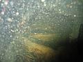 Thistlegorm (64)